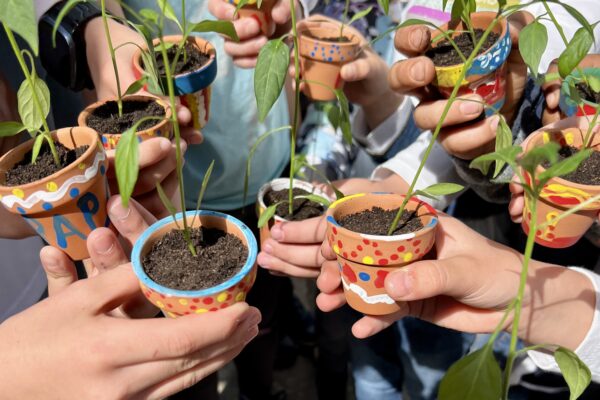 Chilipflanzen im bunten Topf