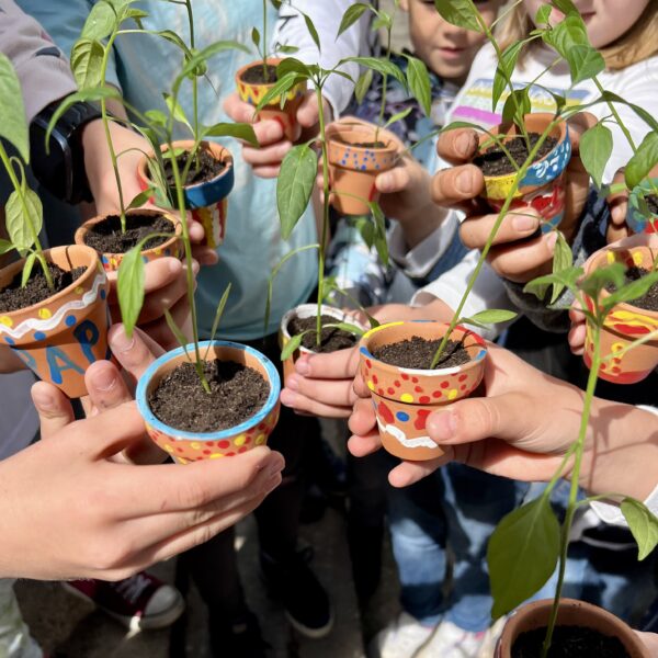 Chilipflanzen im bunten Topf