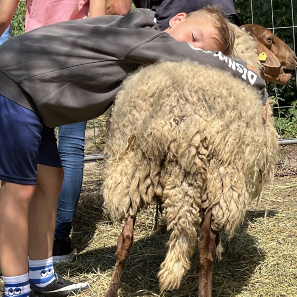 Schüler kuschelt Schaf